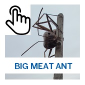 The Big Meat Ant Button