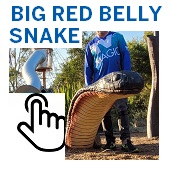 The Big Red Belly Snake
