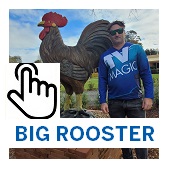 The Big Rooster Malaney Button1