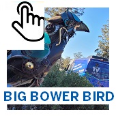 The Big Bower Bird Button