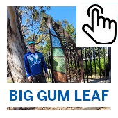 The Big Gum Leaf Button