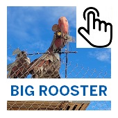 The Big Rooster Button
