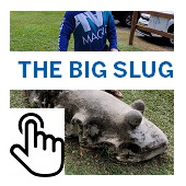 The Big Slug Button