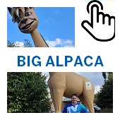The Big Alpaca Button