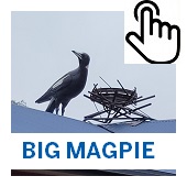 The Big Magpie Button