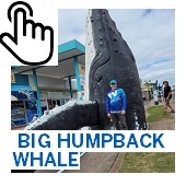 The Big Humpback Whale Button
